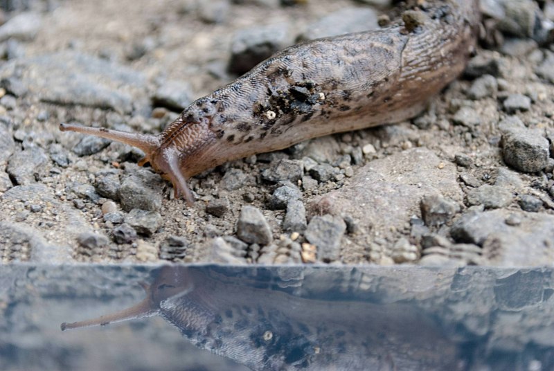 Arion lusitanicus слизняки