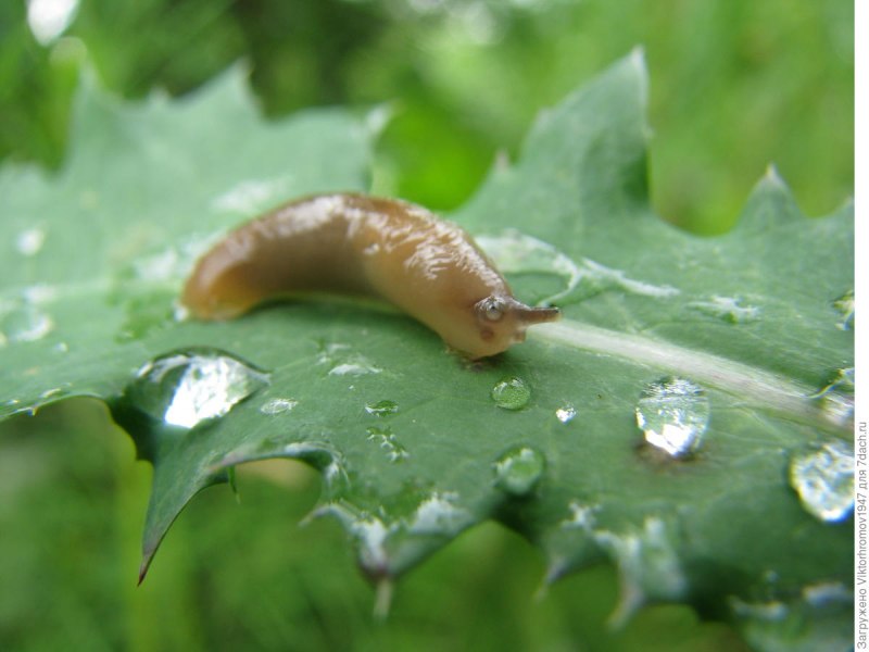 Моллюски на белом фоне
