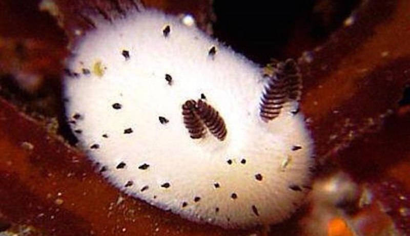 Пашенный СЛИЗЕНЬ