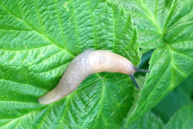 Морской СЛИЗНЯК кролик