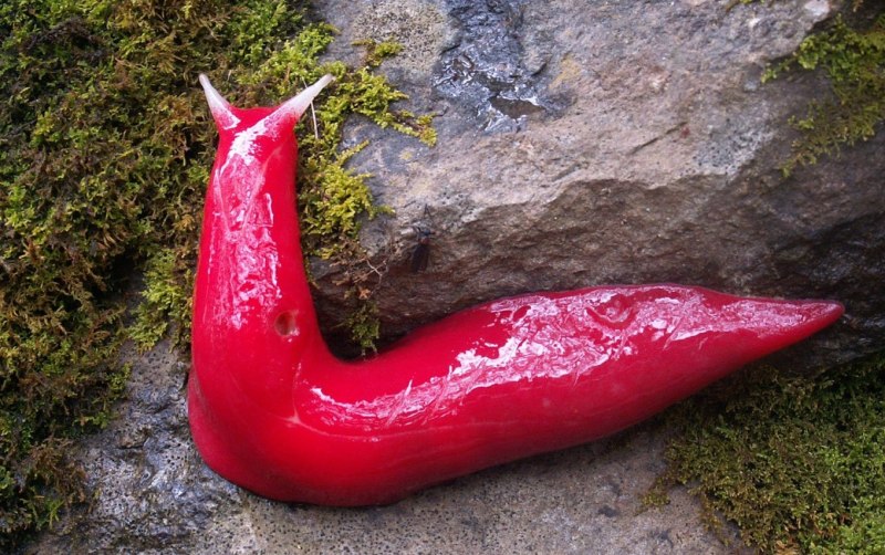 Морской СЛИЗНЯК Felimare picta