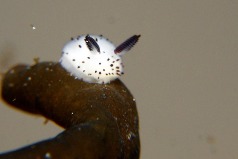 Личинка слюнявка-пенница