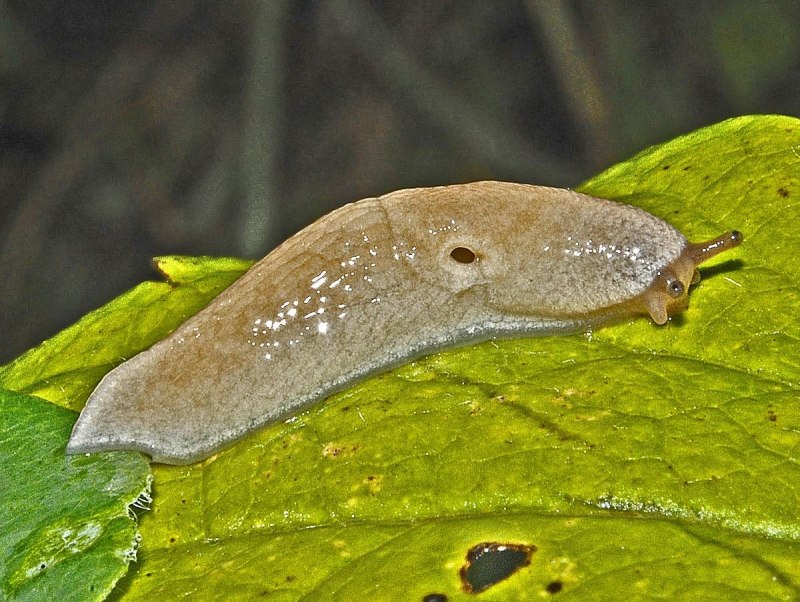 Улитка водорослеед альбинос