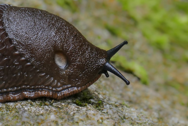 Мокрица СЛИЗНЯК