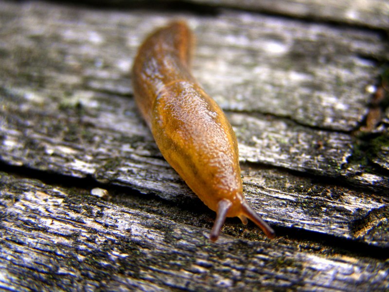 СЛИЗНЯК улитка без раковины