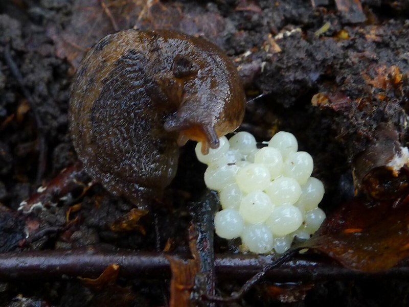 Грушевый СЛИЗЕНЬ