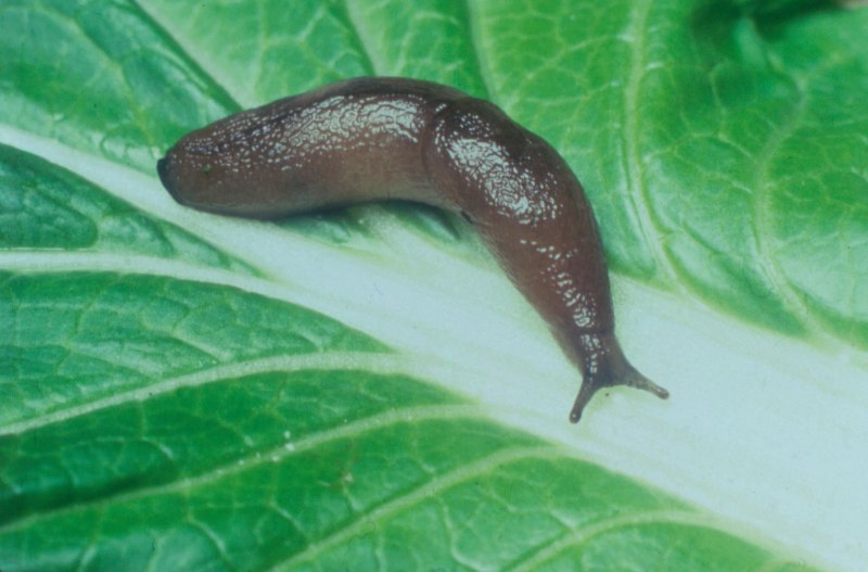 Виноградный СЛИЗЕНЬ