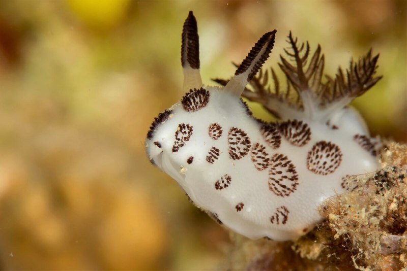 Черный СЛИЗЕНЬ