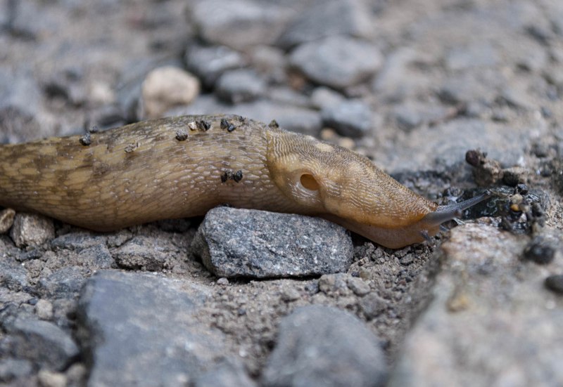 Брюхоногие слизни