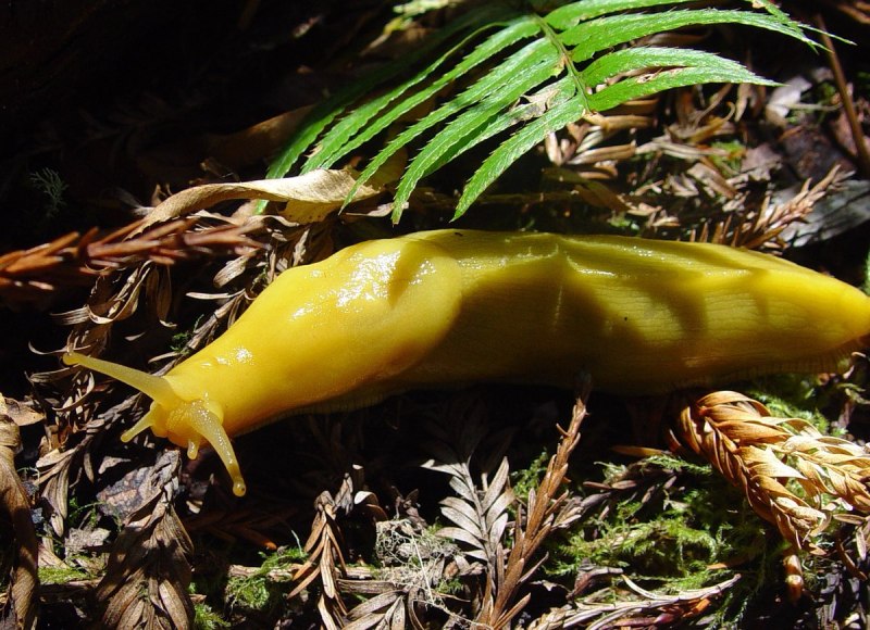 Морской заяц СЛИЗЕНЬ