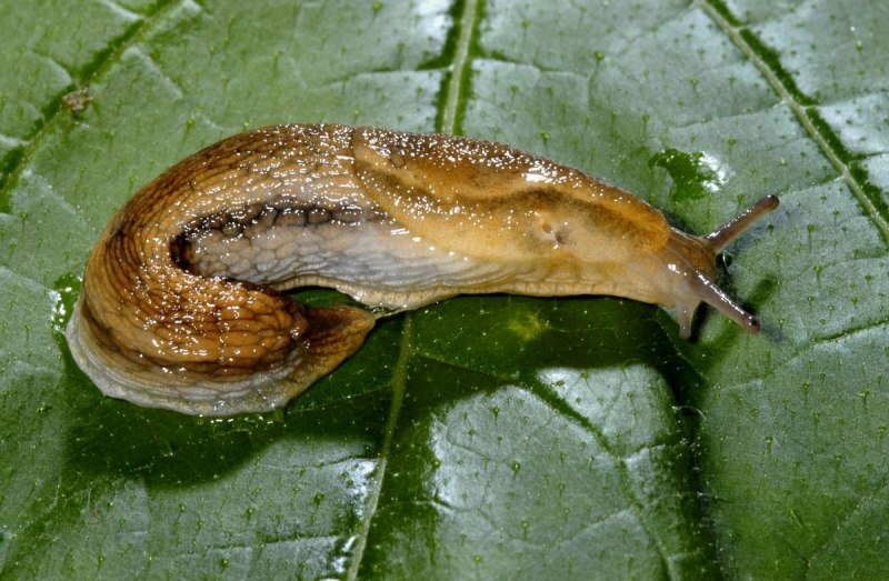 СЛИЗЕНЬ моллюск