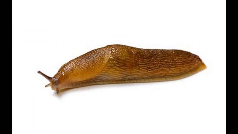 Слизняки земноводные