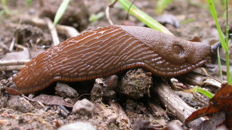 СЛИЗНЯК на белом фоне