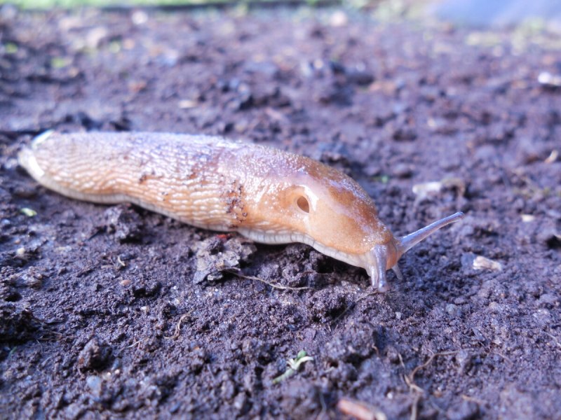 Брюхоногие моллюски Виноградная улитка