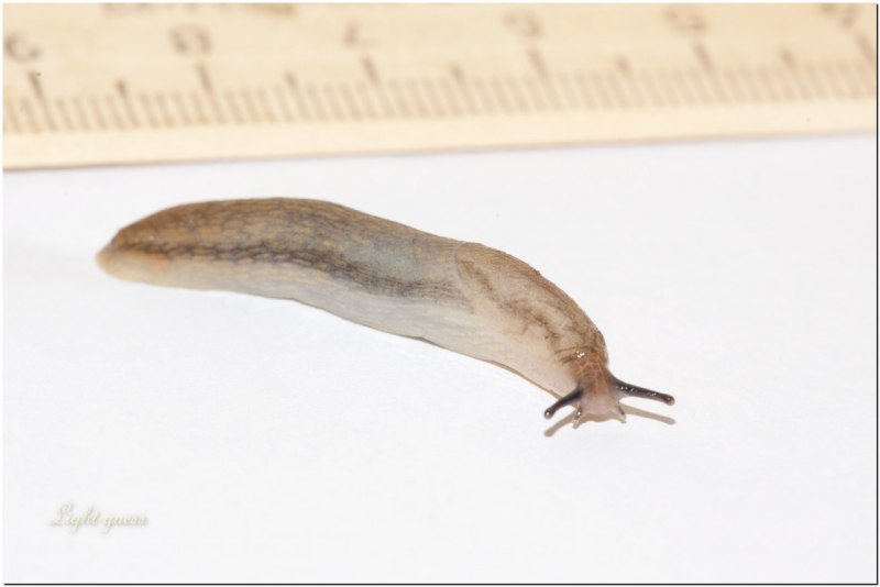 Морской заяц СЛИЗЕНЬ