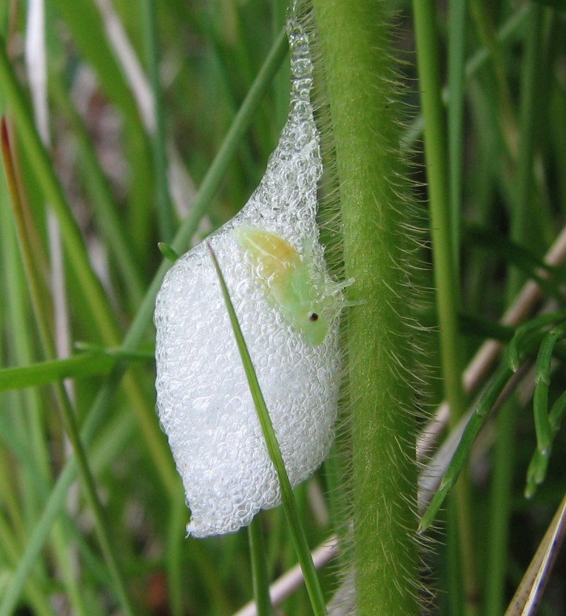 СЛИЗЕНЬ на моркови большой