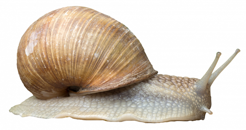 Морской заяц СЛИЗЕНЬ