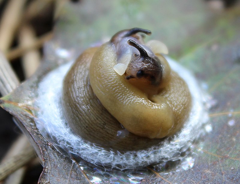 Полевой СЛИЗЕНЬ