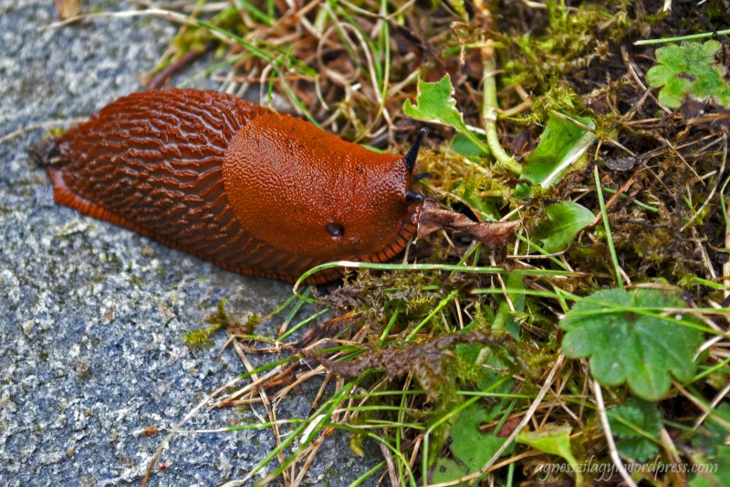 СЛИЗЕНЬ моллюск