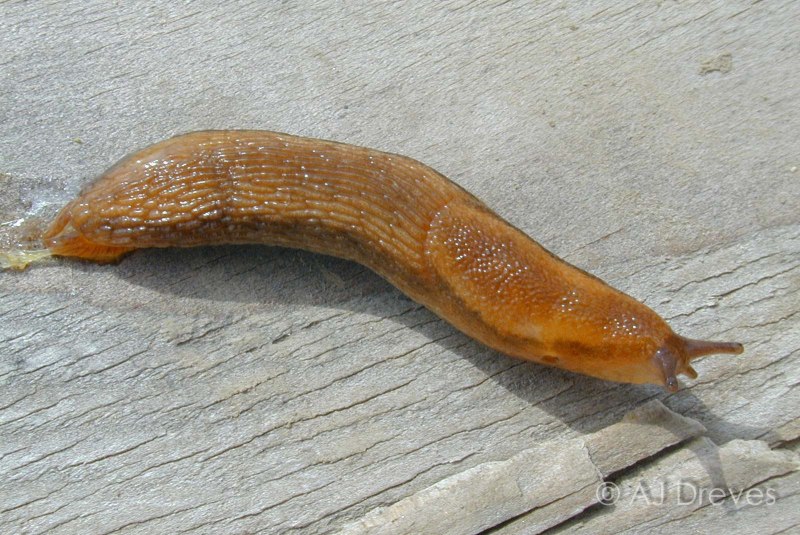 СЛИЗЕНЬ огородный