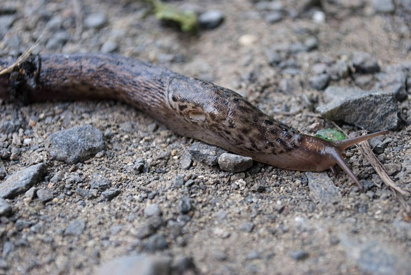 Гигантский розовый СЛИЗЕНЬ