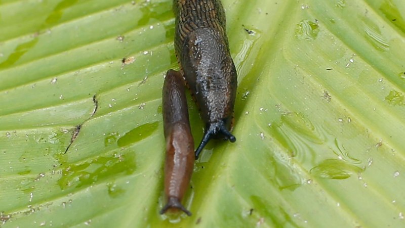 Голожаберные моллюски морской кролик