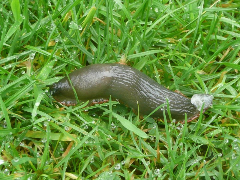 Виноградная улитка и СЛИЗЕНЬ