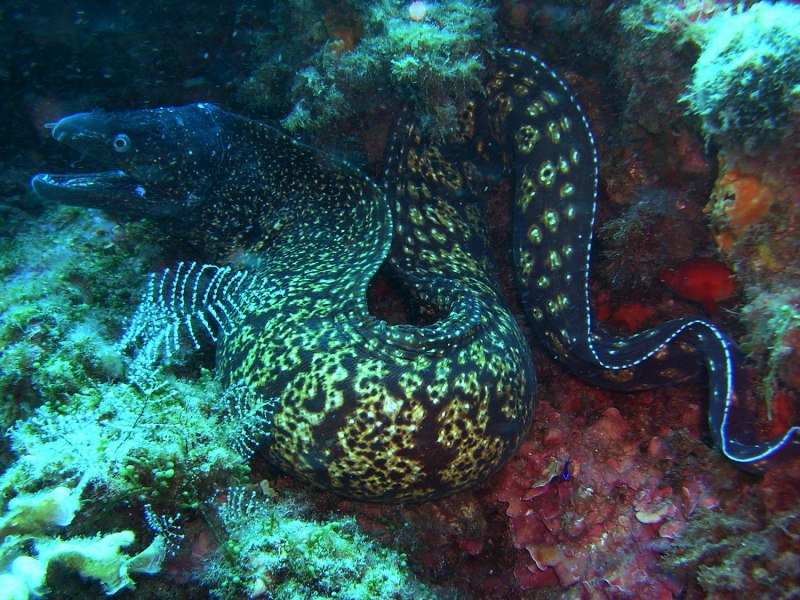 Средиземноморская мурена