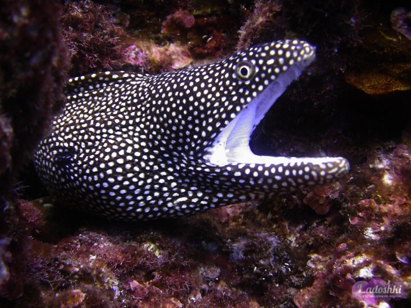 Средиземноморская мурена