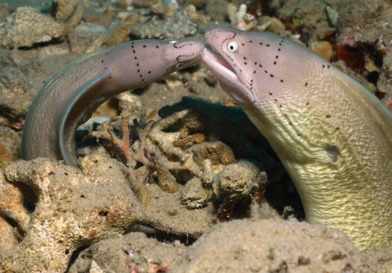 Мурена аквариумная пятнистая