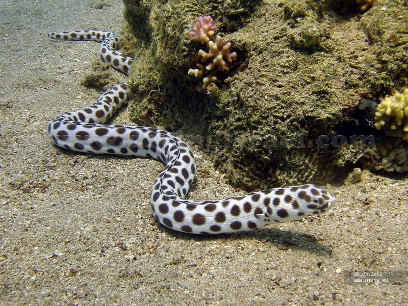 Морская змея мурена