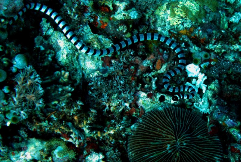 Мурена это рыба или змея