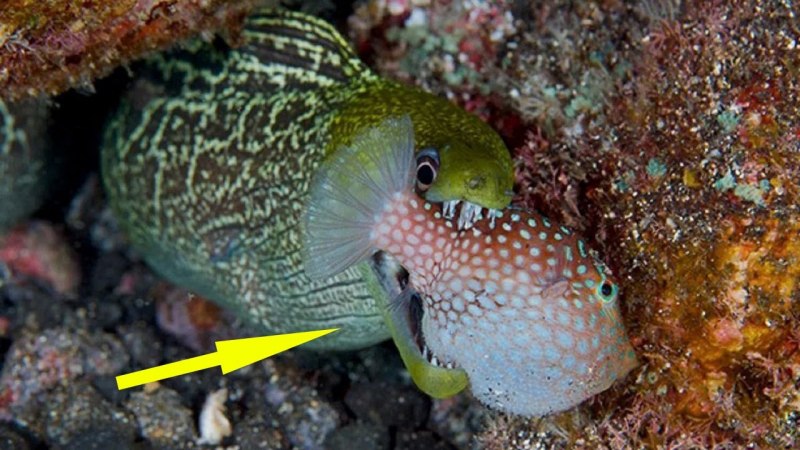 Малек мурены