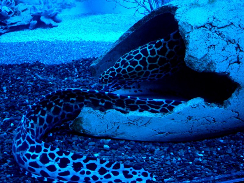 Мурена змея