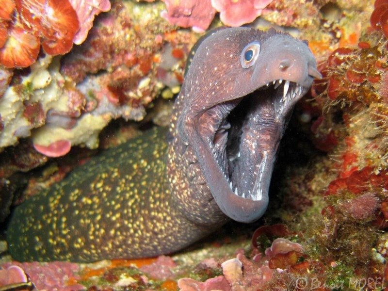 Белопятнистый морской угорь