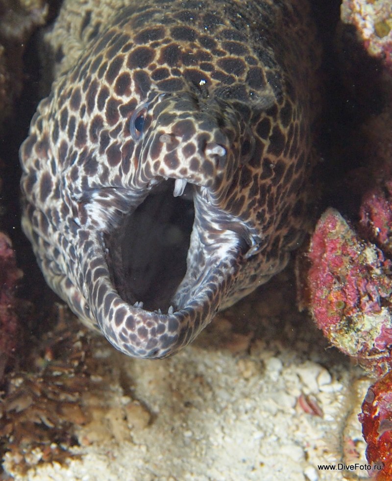 Мурена Комета рыба