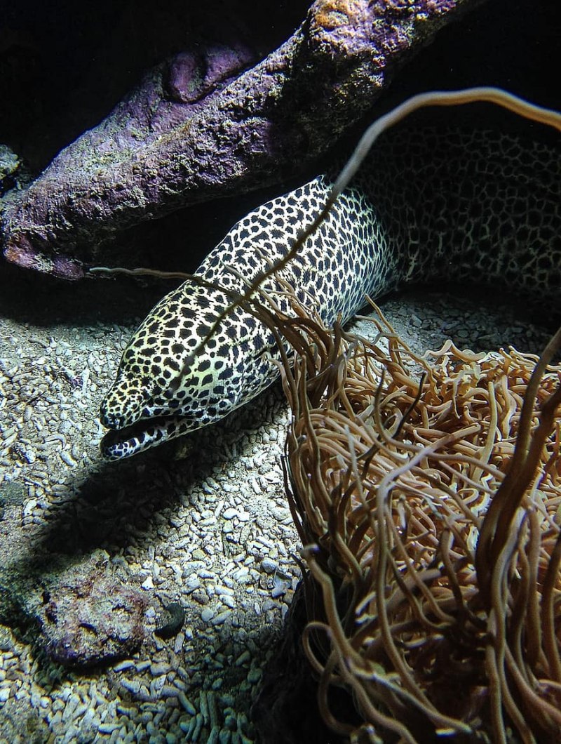 Мурена рыба