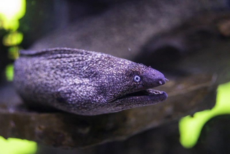 Средиземноморская мурена