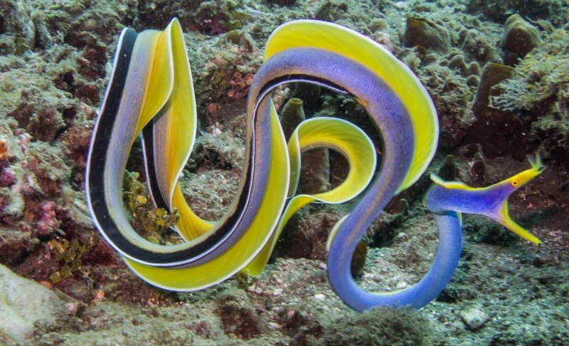 Siam Ocean World леопардовая мурена