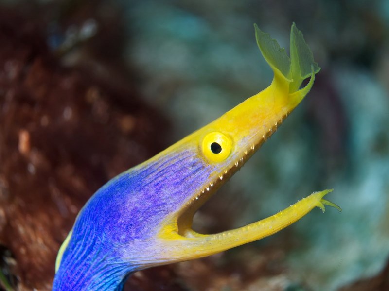 Оливковая морская змея Дюбуа