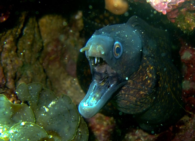 Мурена рыба