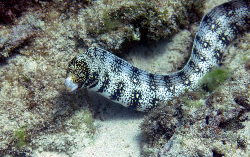 Средиземноморская мурена