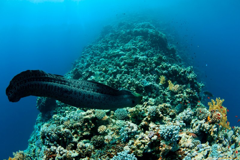 Мурена в Красном море