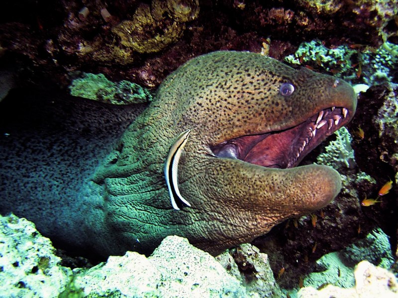 Речная мурена