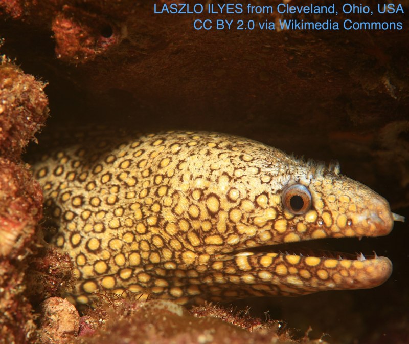 Морская змея Белчера