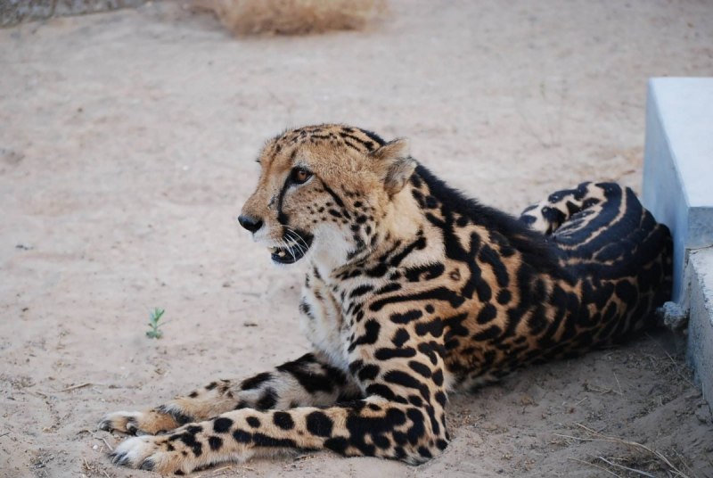 Гепард и Королевский гепард