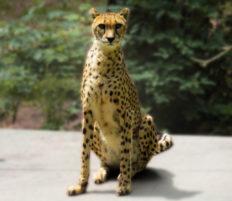 Королевский гепард альбинос