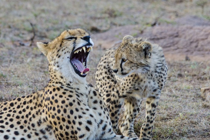 Мальтийский гепард