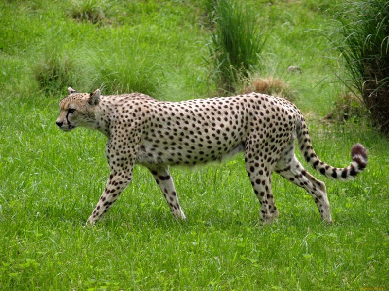 Королевский гепард и обычный