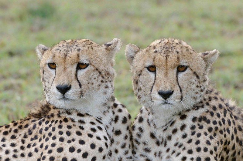 Королевский леопард